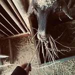 La Fattoria *