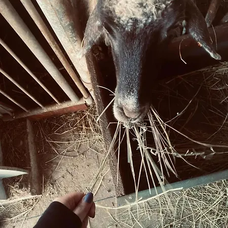 La Fattoria *